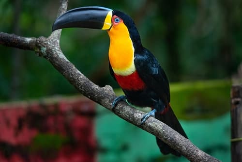 Channel-billed Toucan