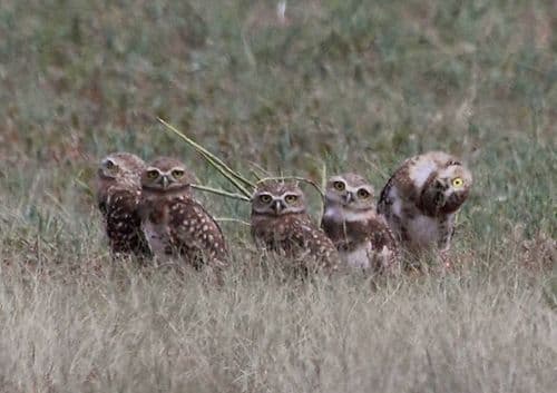 Burrowing Owl