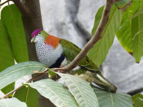 Superb Fruit Dove