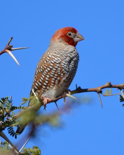 Red-headed Finch