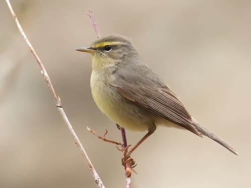 Sulphur-bellied Warbler