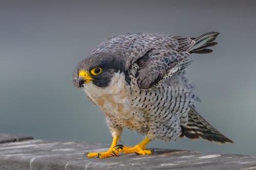 Peregrine Falcon