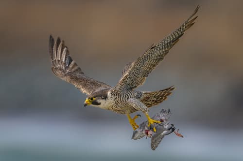 Peregrine Falcon