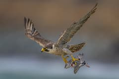 Peregrine Falcon