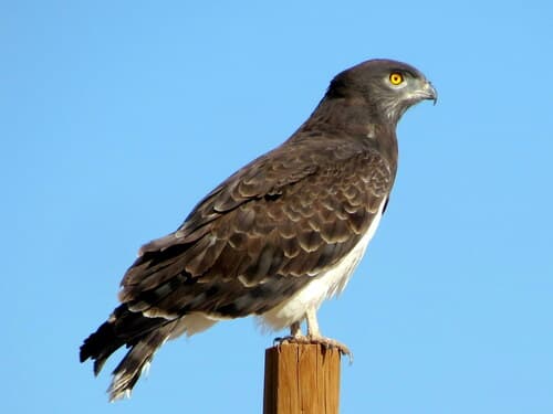 Black-chested Snake-Eagle