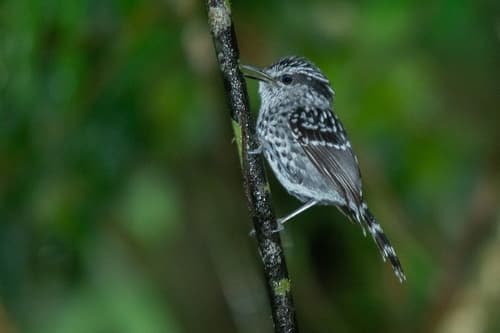 Scaled Antbird