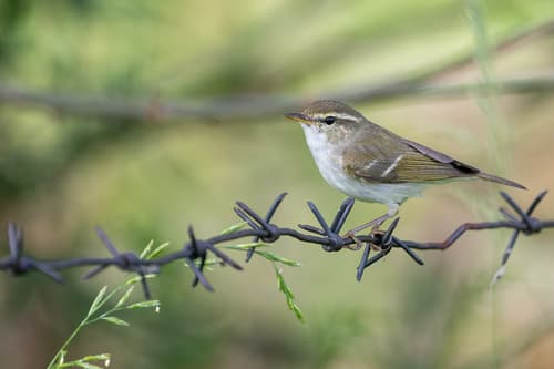 Two-barred Warbler