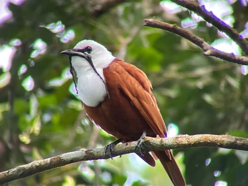 Three-wattled Bellbird