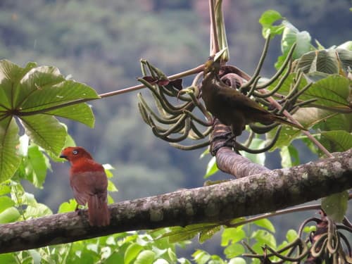 Andean Cock-of-the-rock
