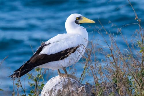 Masked Booby