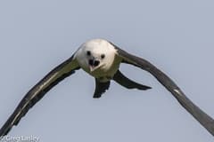 Swallow-tailed Kite
