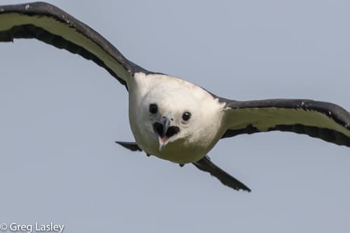 Swallow-tailed Kite