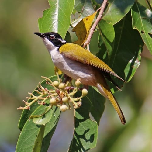 White-throated Honeyeater