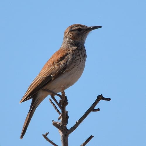 Karoo Long-billed Lark