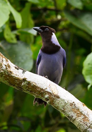 Violaceous Jay