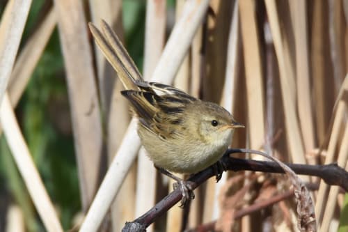 Little Grassbird
