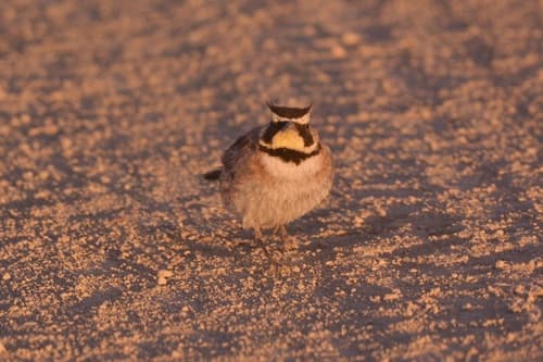 Horned Lark