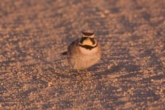 Horned Lark