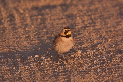 Horned Lark