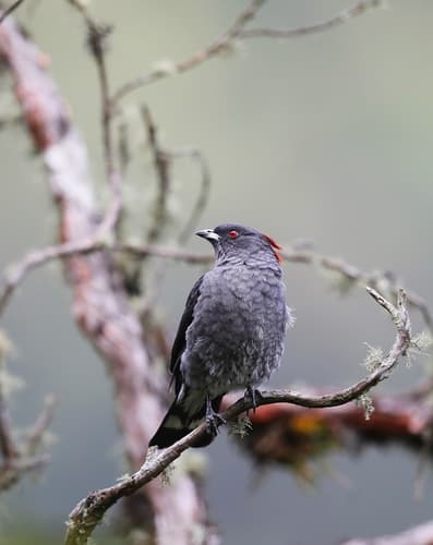 Red-crested Cotinga