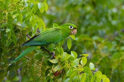 Hispaniolan Parakeet