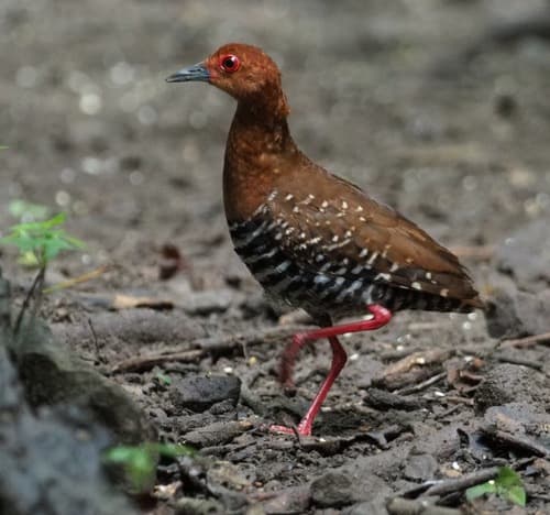 Red-legged Crake