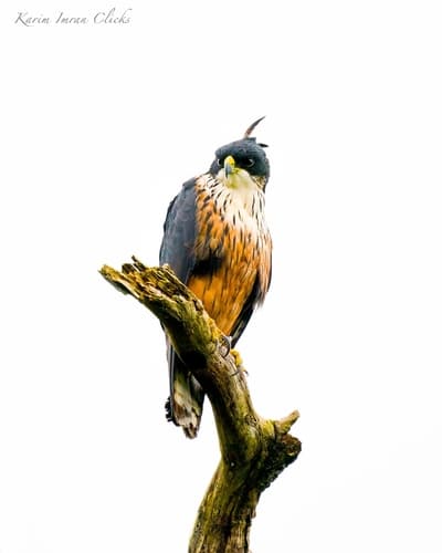 Rufous-bellied Eagle