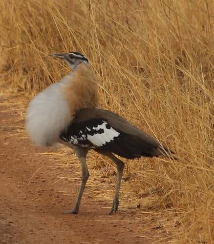 Denham's Bustard