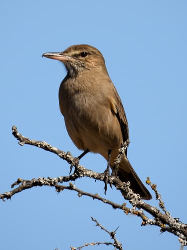 Gray-bellied Shrike-Tyrant