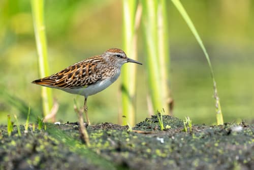 Long-toed Stint