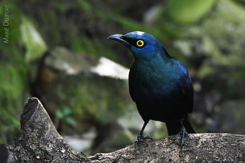 Black-bellied Starling