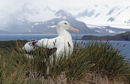 Snowy Albatross