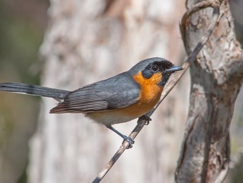 Australian Spectacled Monarch