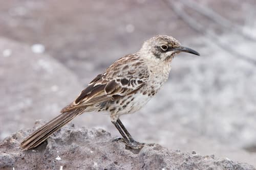 Española Mockingbird