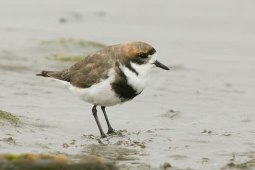 Two-banded Plover