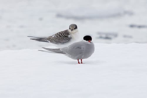 Antarctic Tern