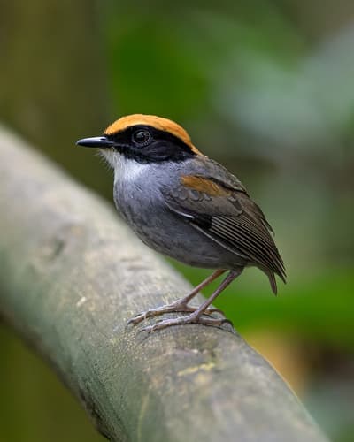 Black-cheeked Gnateater