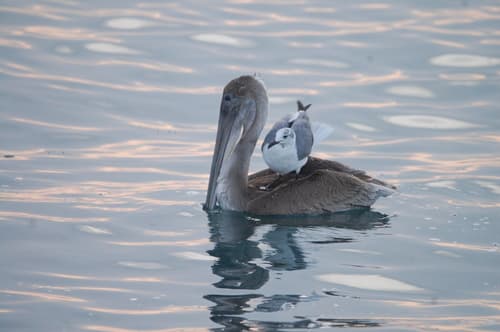 Brown Pelican