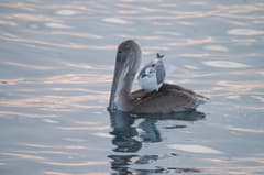 Brown Pelican