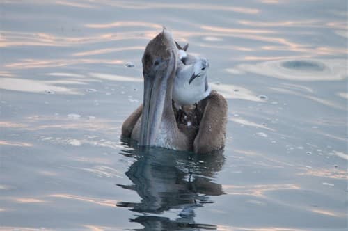 Brown Pelican