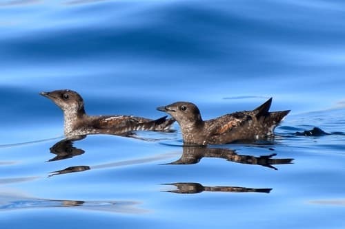 Marbled Murrelet