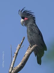 Palm Cockatoo