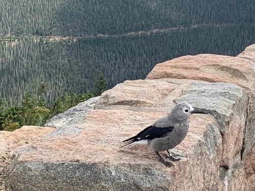 Clark's Nutcracker