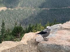 Clark's Nutcracker