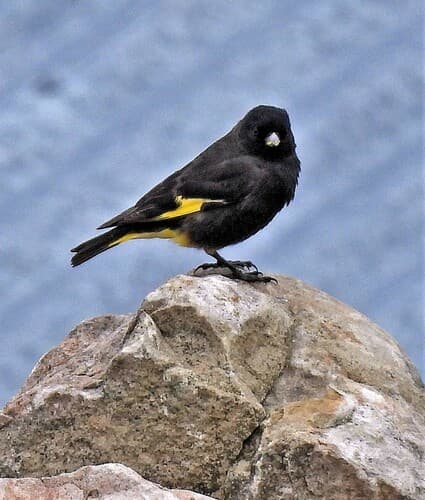 Black Siskin