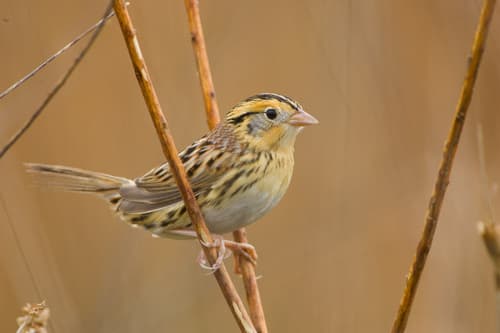 LeConte's Sparrow