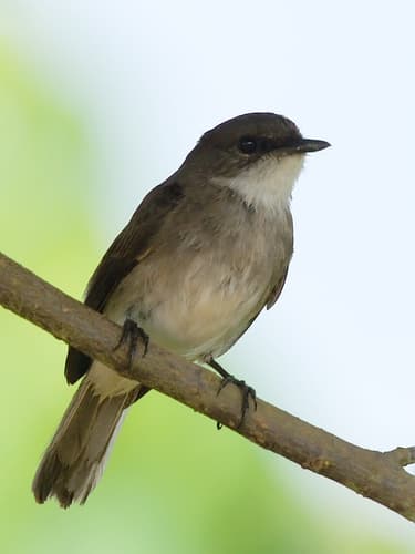 Swamp Flycatcher