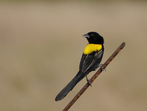 Yellow-mantled Widowbird