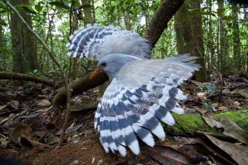 Kagu