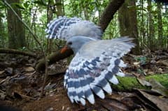 Kagu